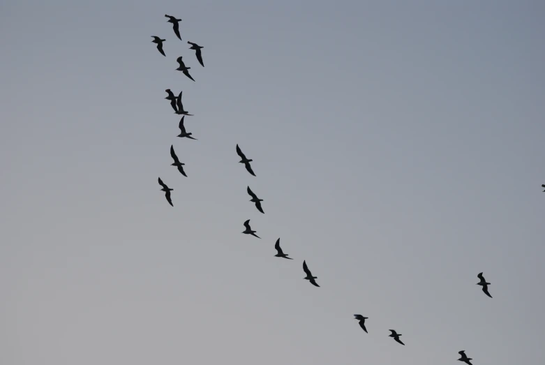 many birds fly and circump together in formation