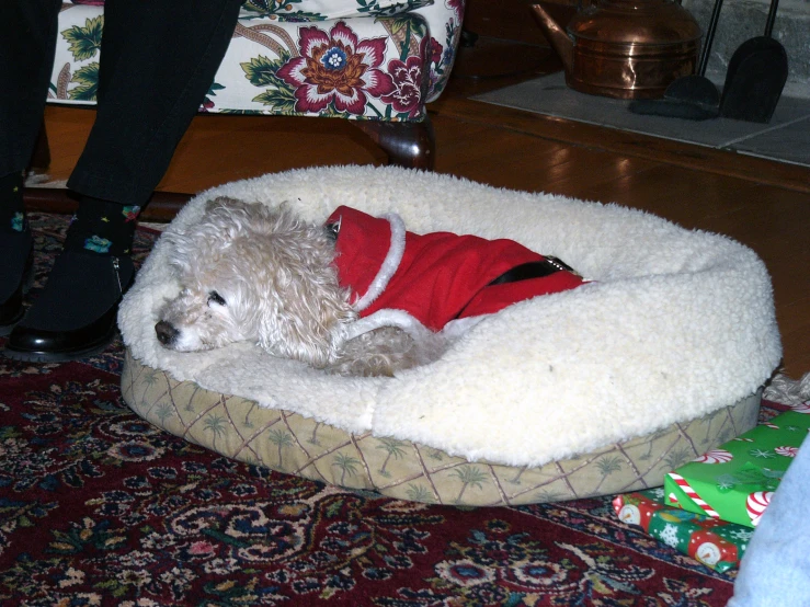 a teddy bear dressed in a santa costume