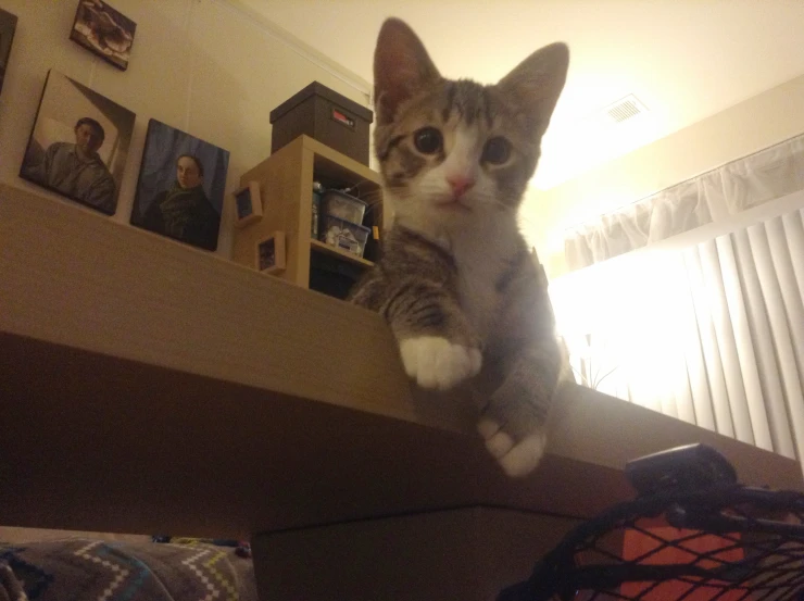 a cat is sitting on top of a shelf