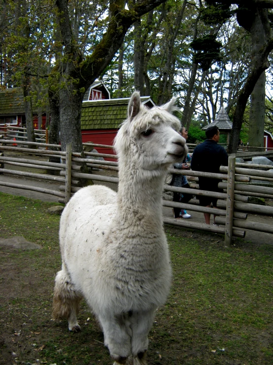 a llama with white hair standing in front of a fence