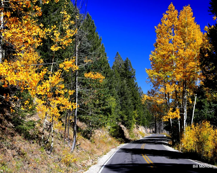 a road with trees that have yellow leaves