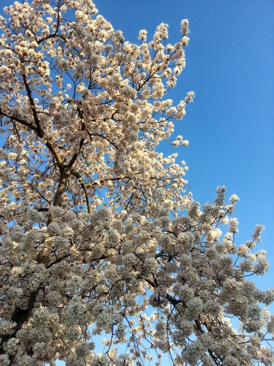 white flowers are all over the tree nches