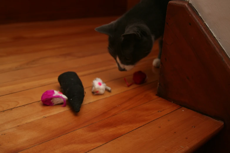 a cat is looking at several small pieces of fabric on a wooden floor