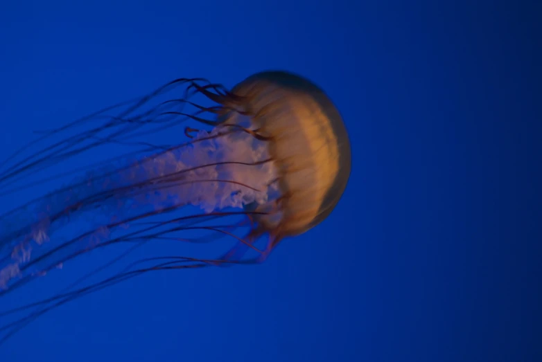 a big jellyfish floating in the blue sky