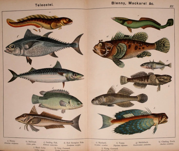 some fish from an old book with colors