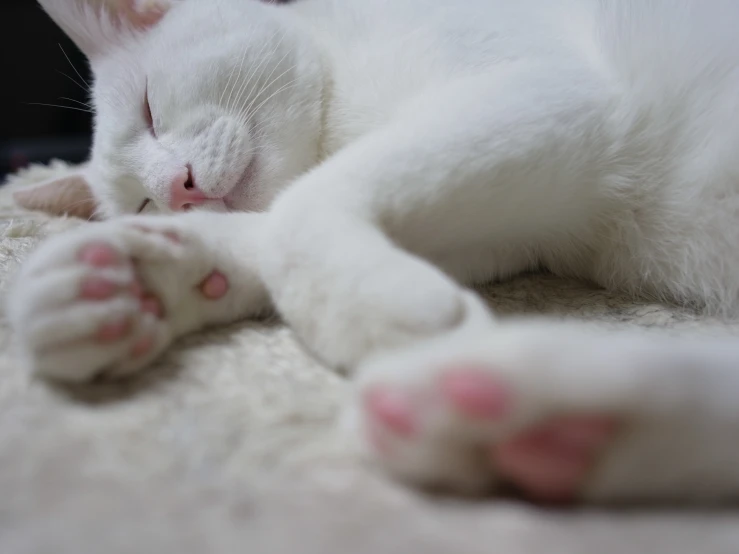 an image of a cat that is sleeping on the carpet