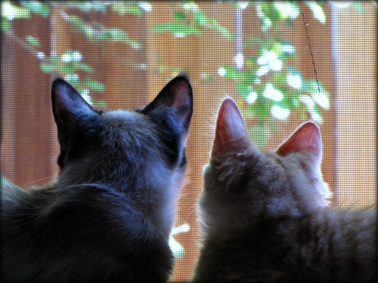 the cats are watching out the screen window
