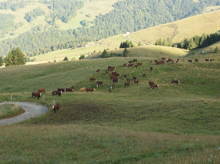 many cows are grazing on the hill and some have a path