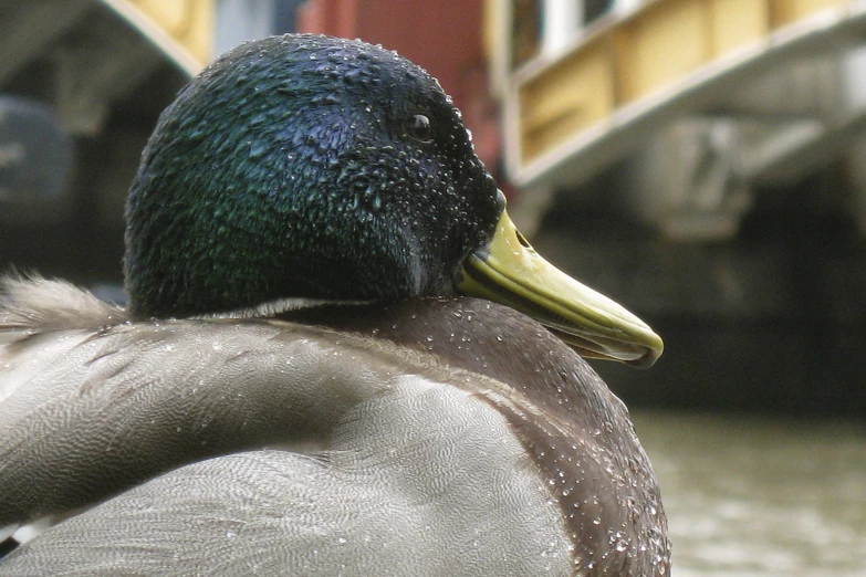 a close up po of a duck with water droplets