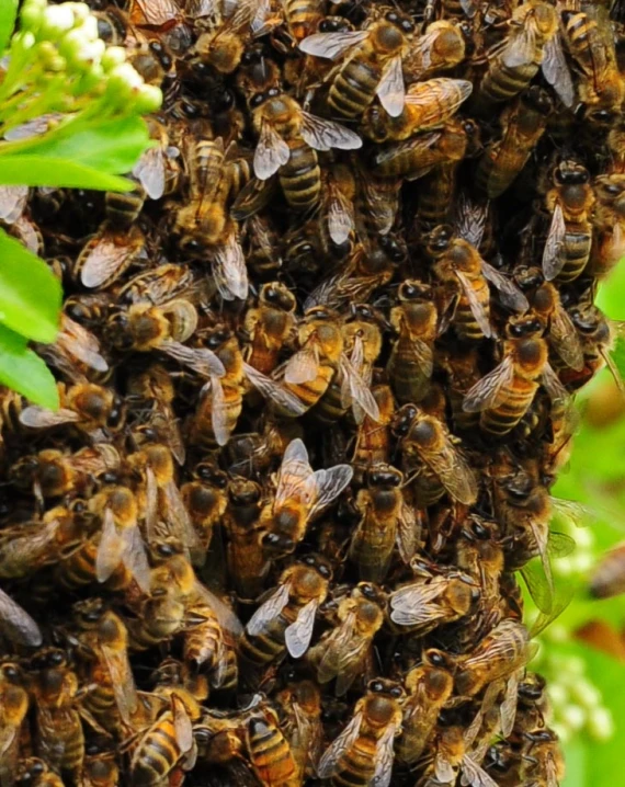 a cluster of bees that are sitting in some trees