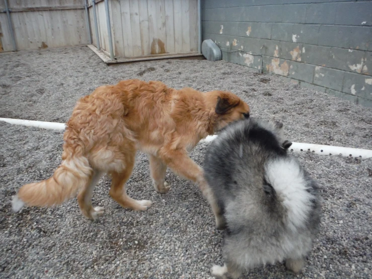 two dogs are looking at one another outside