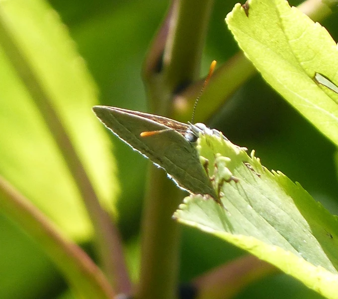 a small green insect sits on a leaf