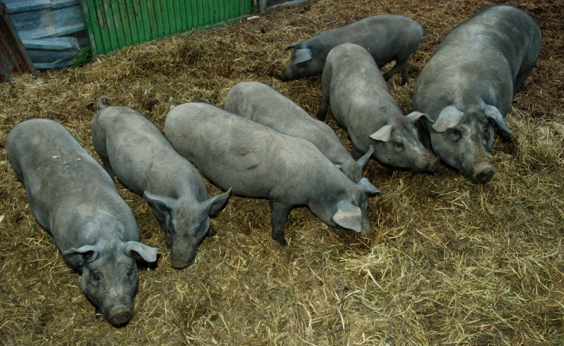 several small pigs laying on top of hay