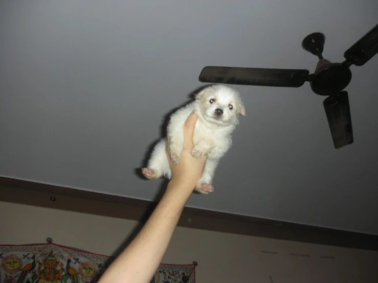a person is holding a small dog up in the air