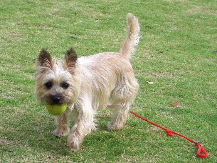 the dog is walking with a tennis ball in its mouth