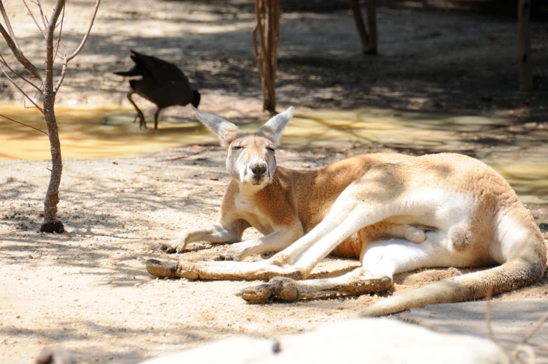 a kangaroo and an ostrich standing in a wooded area