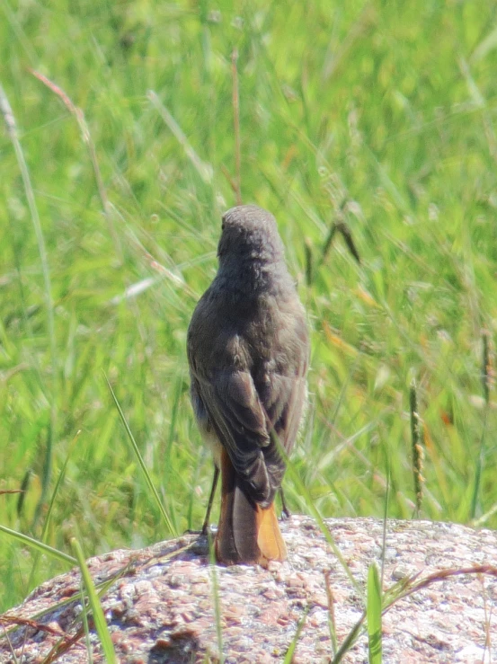 a small bird is sitting on a rock