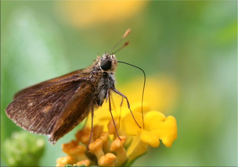 a small moth resting on a yellow flower