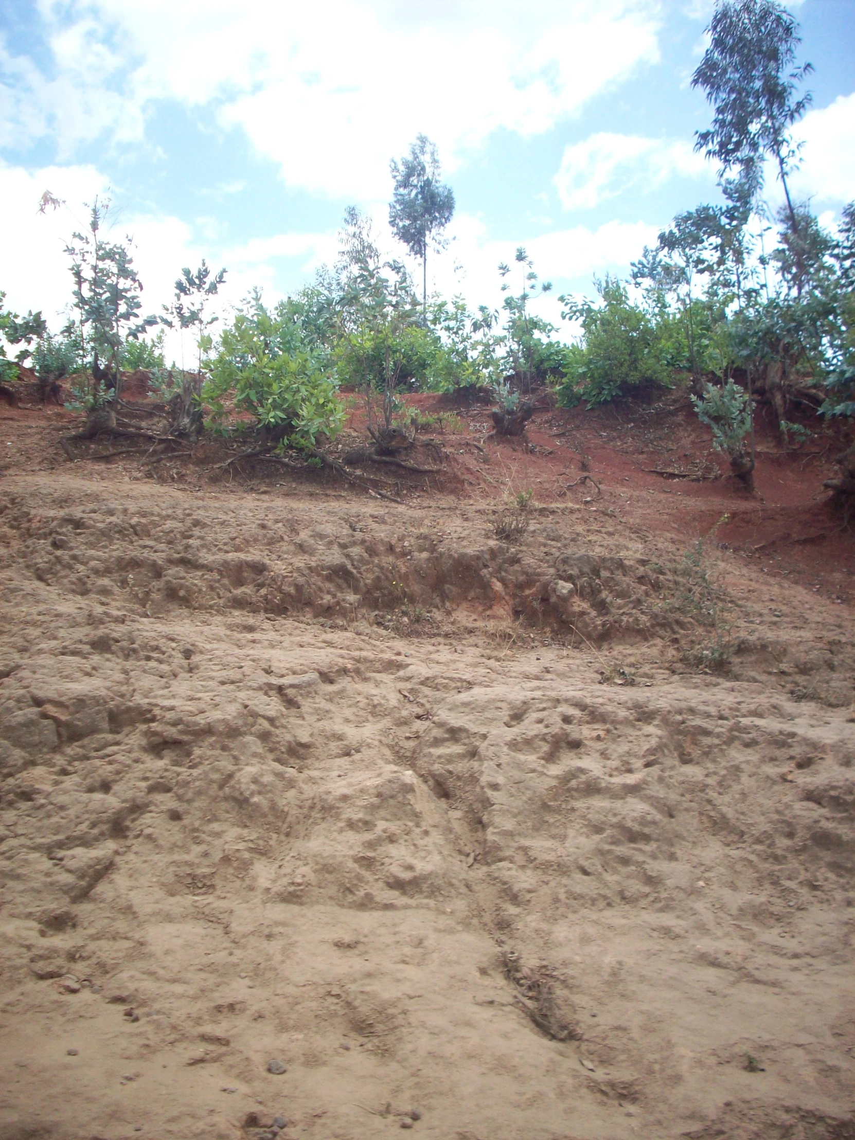 a sandy hill with green trees on the top