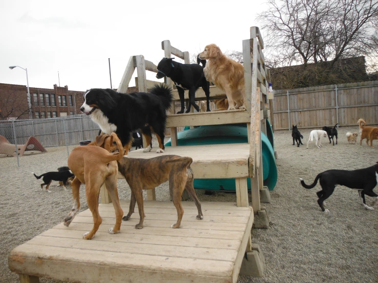 a lot of different dogs standing around a wooden steps