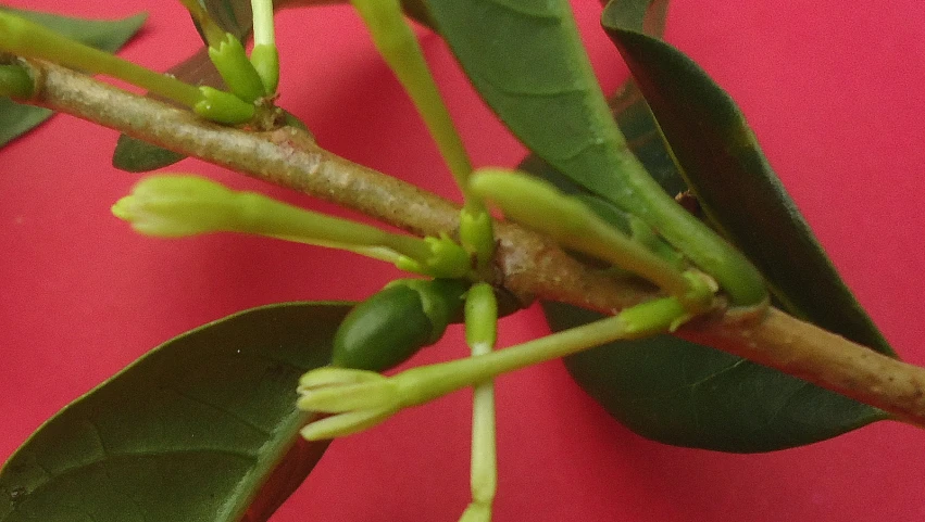 the buds on the budding of a plant