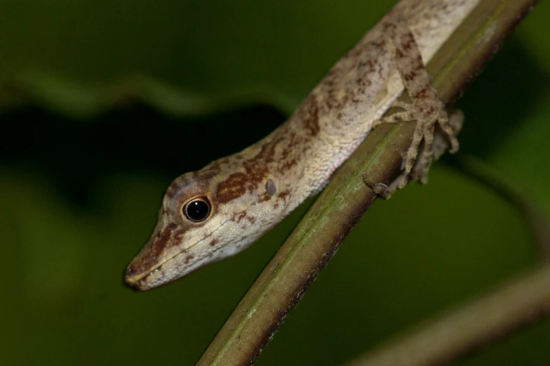 a brown and white lizard sitting on a tree nch