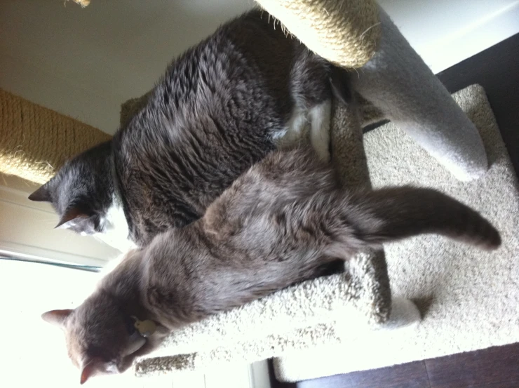 two cats laying on top of cat trees, one looking away from the camera