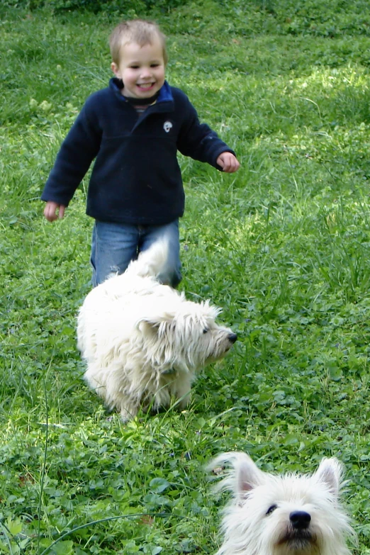 two white dogs and a boy are outside in the grass