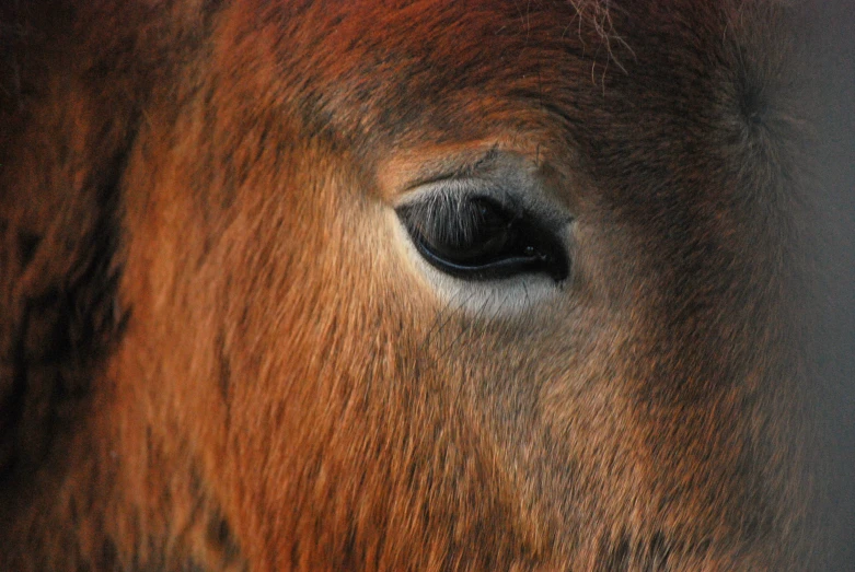 a close up image of a brown horse's eye