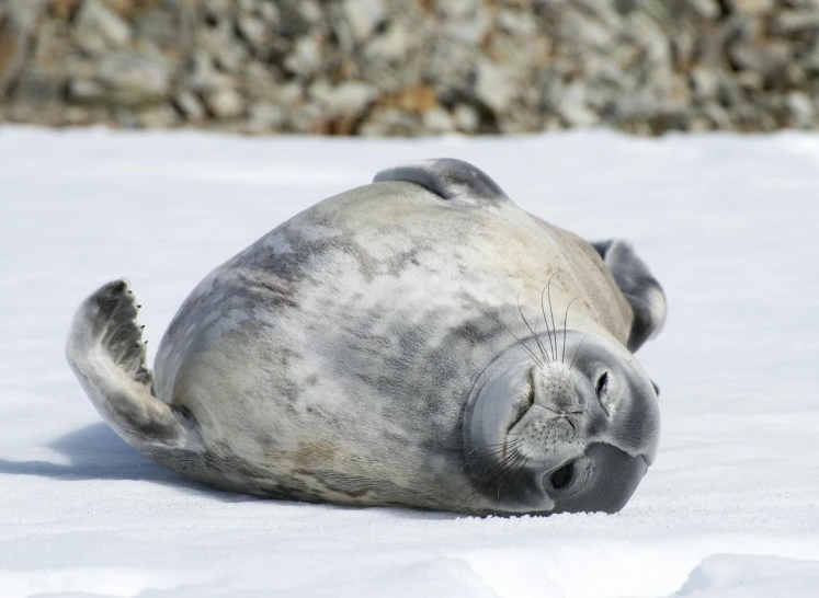 seal in white snow, with it's head on a rock