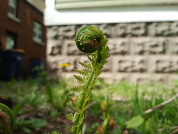 a fern growing in the middle of a garden
