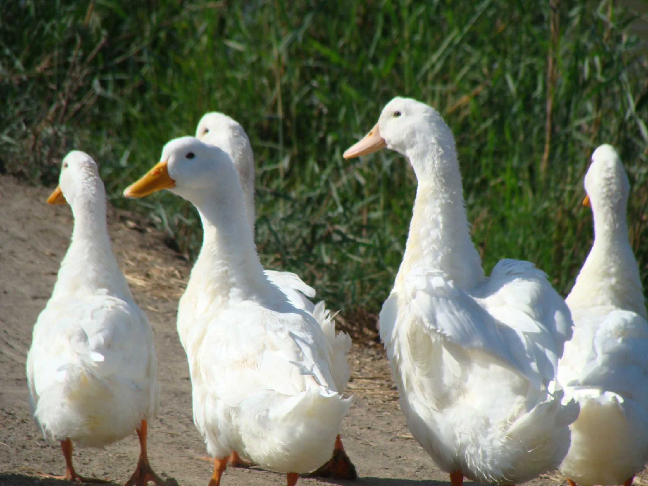 a group of ducks walking down the street