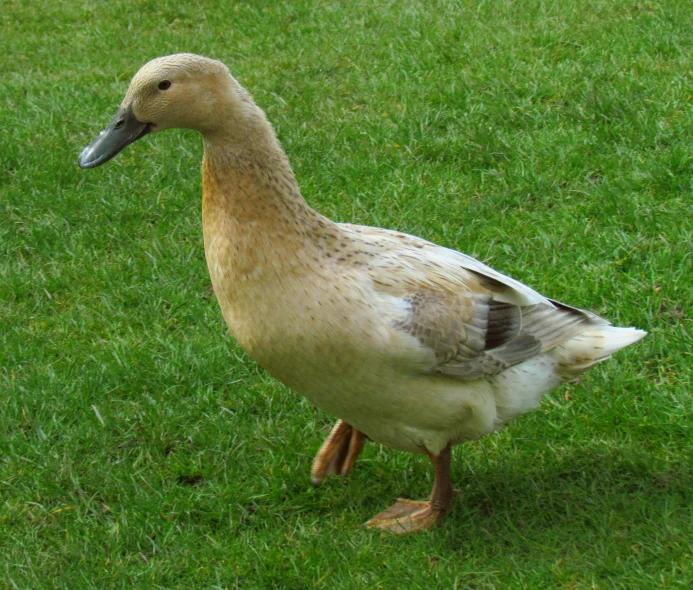 there is a duck that is walking on the grass