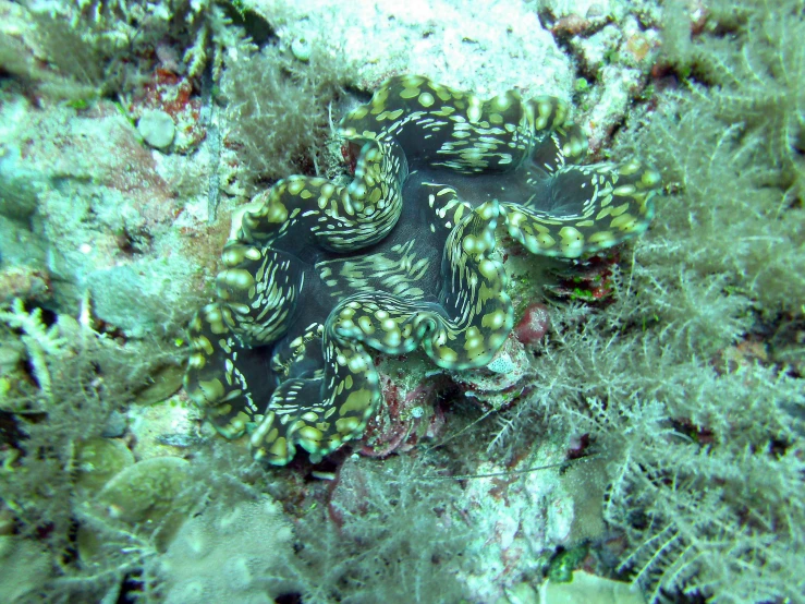 an octo sitting in the middle of a reef