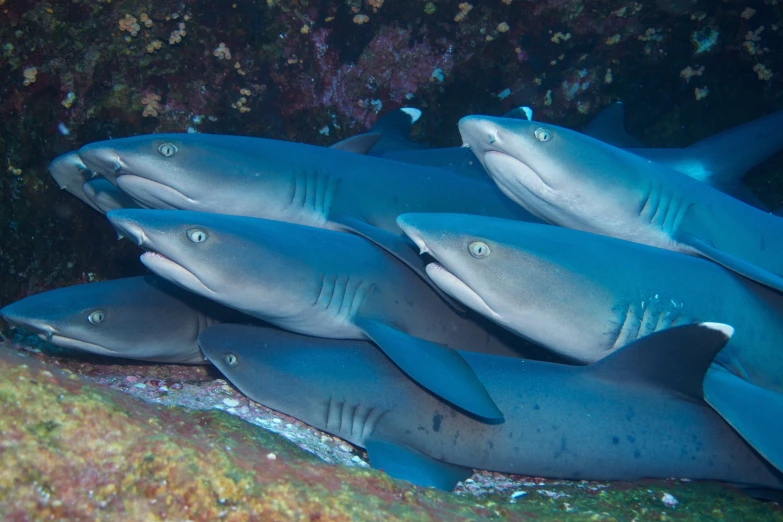 a small group of shark in the sea