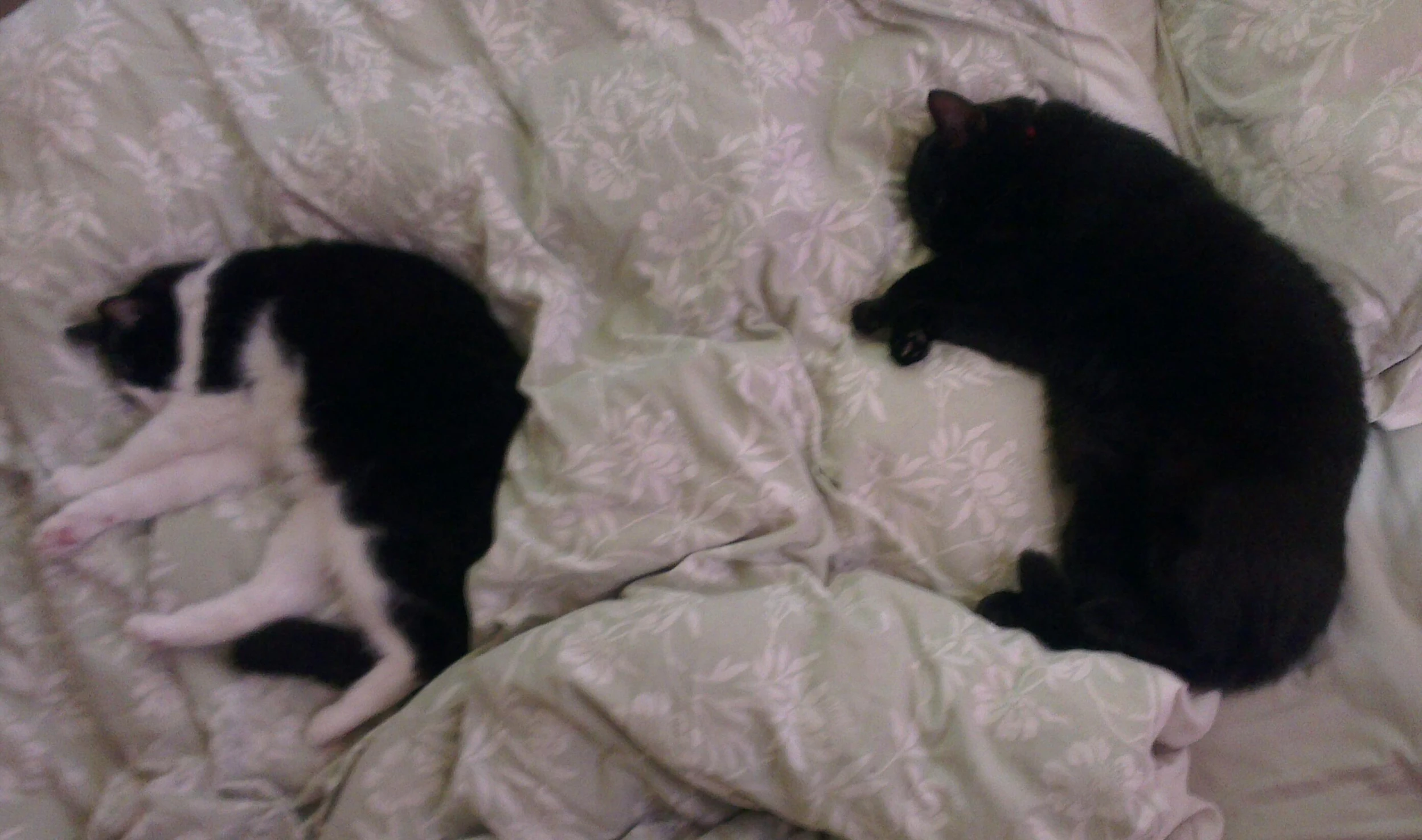 two cats laying in a bed and a dog laying underneath a blanket