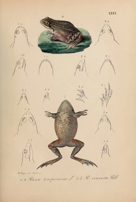 an illustration of a frog with four different parts to look like it is jumping