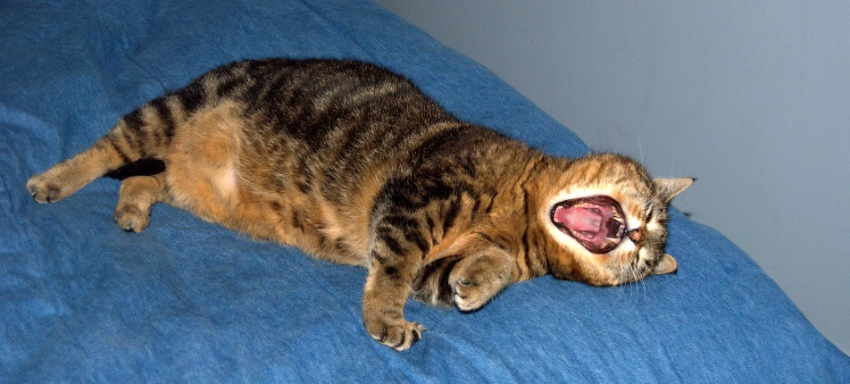an image of a cat that is yawning on the couch
