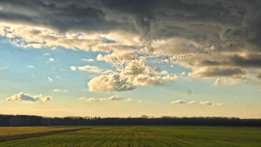 a green field under a cloudy sky with birds flying above it