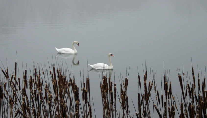 swans swimming on a lake surrounded by tall grasses