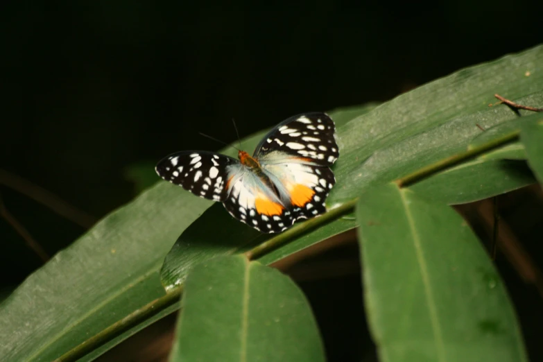 a erfly sits on top of a leaf