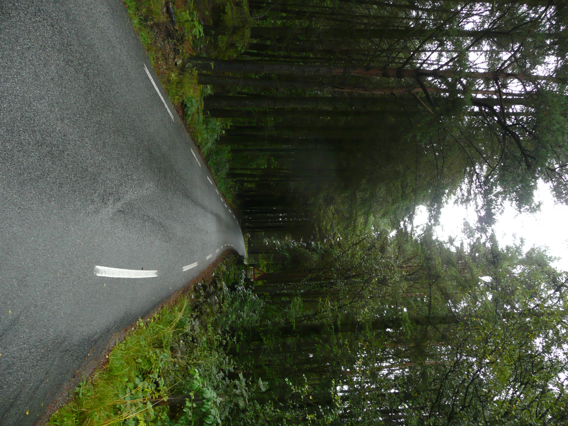 an open road is surrounded by trees and ferns