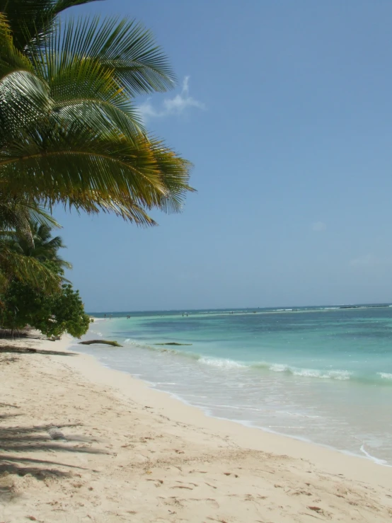 beach view with palm trees along the water