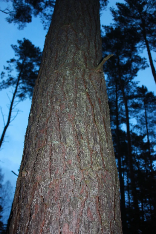 the back side of a tree showing the trunk