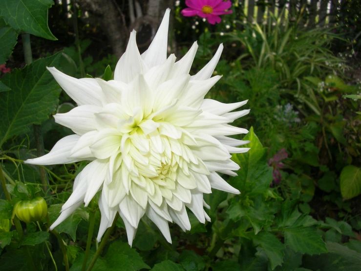 a beautiful white flower in a large garden