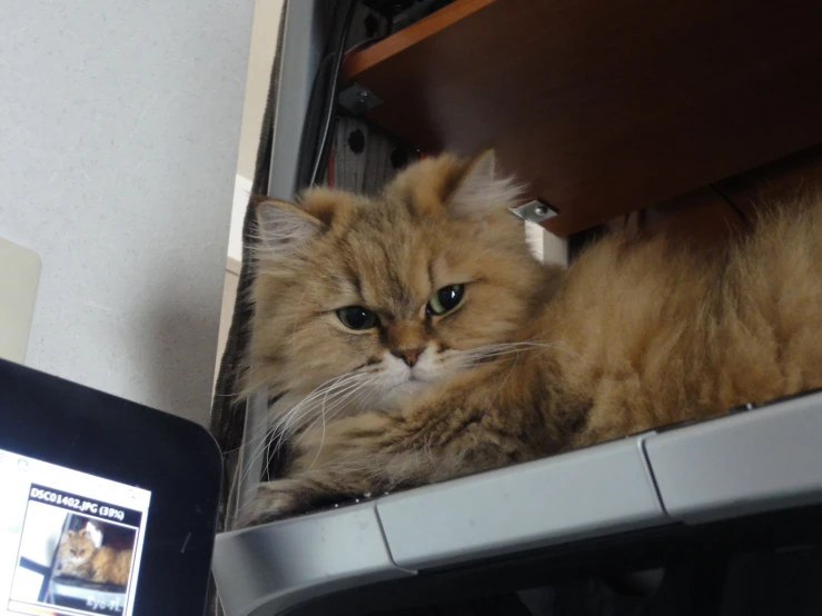 a close up of a cat sitting on a shelf