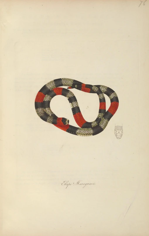 a red and black snake on a white background