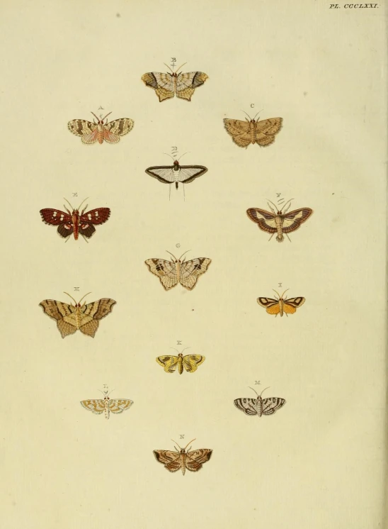 a selection of erfly specimens from the insect catalog