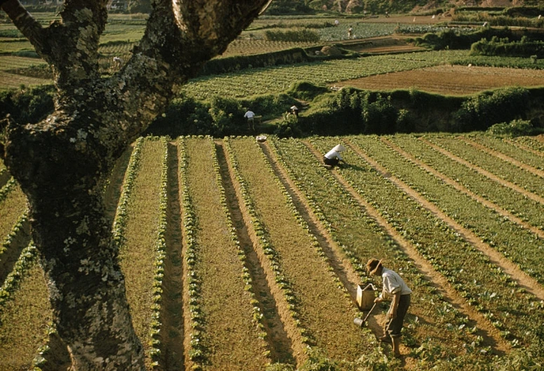 two people working in a field by a tree