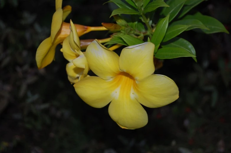 there is a yellow flower that is blooming on the plant